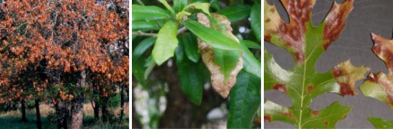 arboristsdallas-oak-wilt-disease