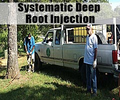 Systematic Deep Root Injection