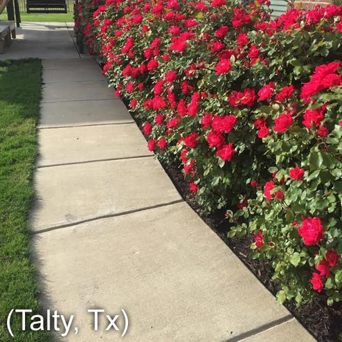 talty-review-roses
