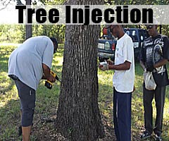 Tree injection